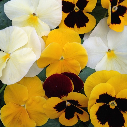 Pansy Seeds 'The Yellows' Mixed